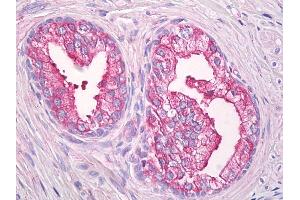 Anti-USP21 antibody IHC of human prostate. (USP21 antibody  (AA 466-566))