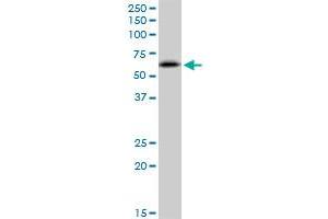 RNF25 MaxPab polyclonal antibody. (RNF25 antibody  (AA 1-459))