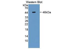 Western blot analysis of the recombinant protein. (FUT8 antibody  (AA 206-575))