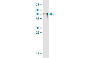 Western Blot detection against Immunogen (68. (SFTPB antibody  (AA 1-381))