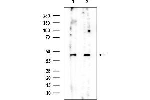 Western blot analysis of lysates from various samples, using Keratin 19 Mouse Monoclonal Antibody at 1/1000 dilution.