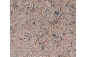 #VALUE! (Basonuclin 1 antibody  (AA 43-246))