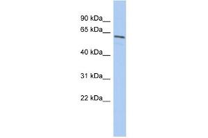 WB Suggested Anti-NARF Antibody Titration: 0. (NARF antibody  (Middle Region))