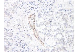Image no. 1 for anti-Chemokine (C-C Motif) Ligand 1 (CCL1) antibody (ABIN465124) (CCL1 antibody)