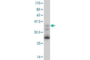 Western Blotting (WB) image for anti-Eomesodermin (EOMES) (AA 461-569) antibody (ABIN521851)