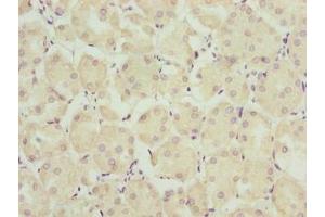 Immunohistochemistry of paraffin-embedded human pancreatic tissue using ABIN7172369 at dilution of 1:100 (TRAPPC6B antibody  (AA 1-130))
