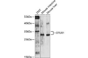 Western blot analysis of extracts of various cell lines, using OTUB1 antibody (ABIN6133843, ABIN6145085, ABIN6145087 and ABIN6214521) at 1:1000 dilution. (OTUB1 antibody)
