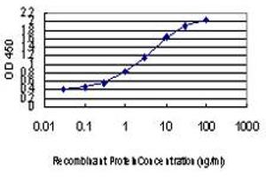 Detection limit for recombinant GST tagged TBX3 is approximately 0. (TBX3 antibody  (AA 311-410))
