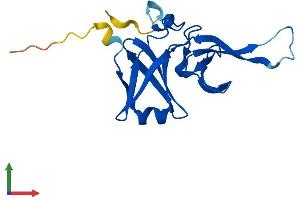 AlphaFold protein structure predicition of Human Recombinant RFESD Protein, UniprotID Q8TAC1