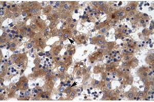 Human Liver (ZNF551 antibody  (N-Term))