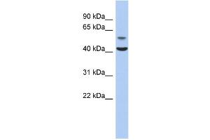WB Suggested Anti-OLFML1 Antibody Titration: 0. (OLFML1 antibody  (N-Term))
