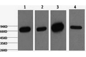 Western Blotting (WB) image for anti-Lamin B1 (LMNB1) antibody (ABIN5957131) (Lamin B1 antibody)