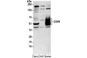 Western Blotting (WB) image for anti-CD48 (CD48) (AA 150-200) antibody (ABIN7449696)
