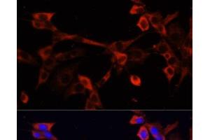 Immunofluorescence analysis of NIH/3T3 cells using DNASE1L1 Polyclonal Antibody at dilution of 1:100. (DNASEX antibody)
