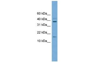 WB Suggested Anti-Atoh7 Antibody Titration:  0. (ATOH7 antibody  (C-Term))