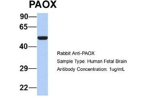 Host: Rabbit  Target Name: PAOX  Sample Tissue: Human Fetal Brain  Antibody Dilution: 1. (PAOX antibody  (Middle Region))