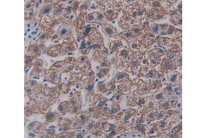 Figure. (SIGLEC8 antibody  (AA 70-336))