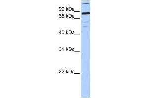 Western Blotting (WB) image for anti-Zinc Finger Protein 700 (ZNF700) antibody (ABIN2459444)