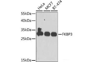 Western blot analysis of extracts of various cell lines using FKBP3 Polyclonal Antibody at dilution of 1:1000. (FKBP3 antibody)