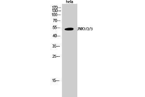 Western Blotting (WB) image for anti-Mitogen-Activated Protein Kinase 8 (MAPK8) (Thr183) antibody (ABIN5960039) (JNK antibody  (Thr183))