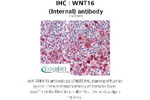 Image no. 1 for anti-Wingless-Type MMTV Integration Site Family, Member 16 (WNT16) (Internal Region) antibody (ABIN1740823) (WNT16 antibody  (Internal Region))