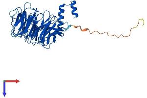AlphaFold protein structure predicition of Mouse Recombinant Ercc8 Protein, UniprotID Q8CFD5 (ERCC8 Protein (AA 1-397) (His tag))