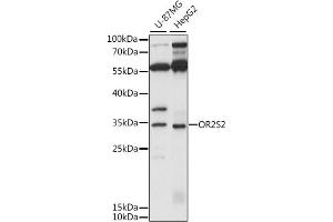 Western blot analysis of extracts of various cell lines, using OR2S2 antibody (ABIN7269087) at 1:1000 dilution. (OR2S2 antibody  (AA 200-300))