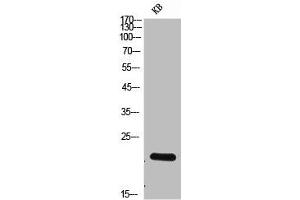 Western Blot analysis of KB cells using NKp30 Polyclonal Antibody (NCR3 antibody  (Extracellular Domain, Transmembrane Domain))
