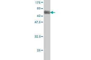 Western Blot detection against Immunogen (58. (HLF antibody  (AA 1-295))