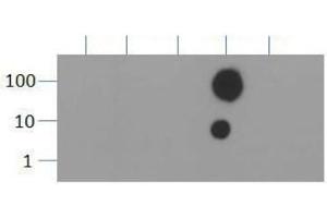 Dot Blot of Rabbit Histone H3 [Trimethyl Lys36] Antibody.