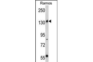 Western blot analysis of Rictor Antibody (N-term) (ABIN391384 and ABIN2841392) in Ramos cell line lysates (35 μg/lane). (RICTOR antibody  (N-Term))