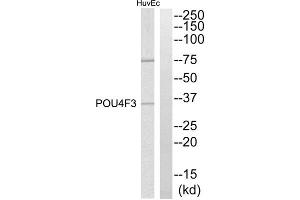 Western blot analysis of extracts from HuvEc cells, using POU4F3 antibody.