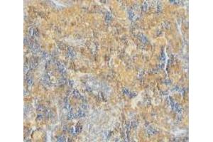 Immunohistochemical staining of mouse spleen using Caspase-4 antibody at 2 μg/ml. (Caspase 4 antibody  (N-Term))