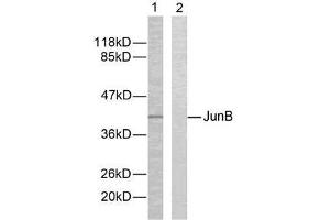 Western blot analysis of extracts from HeLa cells using JunB (Ab-259) antibody (E021027). (JunB antibody)