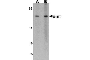 Western Blotting (WB) image for anti-Bcl2 Modifying Factor (BMF) (C-Term) antibody (ABIN1030299) (BMF antibody  (C-Term))