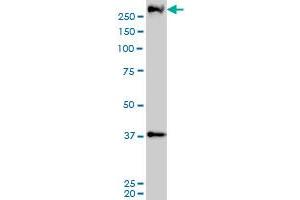PARC monoclonal antibody (M01), clone 3F7 Western Blot analysis of PARC expression in A-431