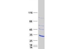 Validation with Western Blot (Adenylate Kinase 3 Protein (AK3) (Myc-DYKDDDDK Tag))