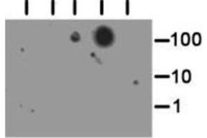 Dot Blot of Rabbit Histone H3 [Trimethyl Lys56] Antibody. (Histone 3 antibody  (H3K56me3))