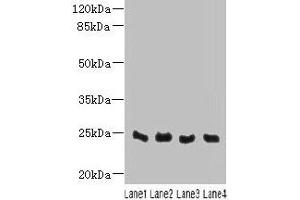 Western blot All lanes: C4orf33 antibody at 4 μg/mL Lane 1: Mouse kidney tissue Lane 2: Mouse liver tissue Lane 3: Mouse lung tissue Lane 4: Mouse heart tissue Secondary Goat polyclonal to rabbit IgG at 1/10000 dilution Predicted band size: 24 kDa Observed band size: 24 kDa (C4orf33 antibody  (AA 1-199))