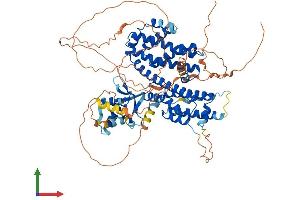 AlphaFold protein structure predicition of Mouse Recombinant Rfx2 Protein, UniprotID P48379 (RFX2 Protein (AA 1-717) (His tag))