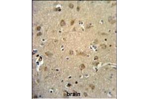 RTN4RL1 Antibody (C-term) (ABIN651458 and ABIN2840251) IHC analysis in formalin fixed and paraffin embedded human brain tissue followed by peroxidase conjugation of the secondary antibody and DAB staining. (RTN4RL1 antibody  (C-Term))