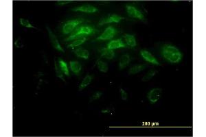 Immunofluorescence (IF) image for anti-Synaptotagmin XI (SYT11) (AA 84-139) antibody (ABIN565024)