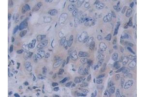 NRP2 antibody  (AA 231-490)