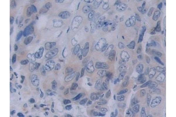 NRP2 antibody  (AA 231-490)