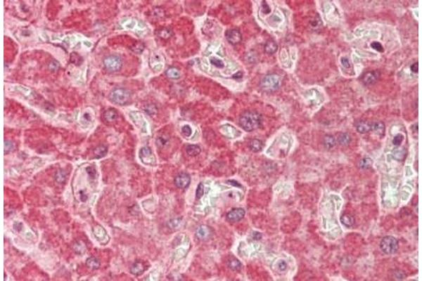 SPRED1 antibody