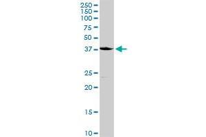CD207 MaxPab rabbit polyclonal antibody. (CD207 antibody  (AA 1-328))