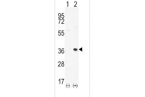 Western blot analysis of PIM2 (arrow) using rabbit polyclonal PIM2 Antibody  (ABIN392442 and ABIN2842040). (PIM2 antibody  (C-Term))