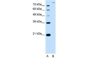SLC26A5 antibody used at 2. (SLC26A5 antibody)