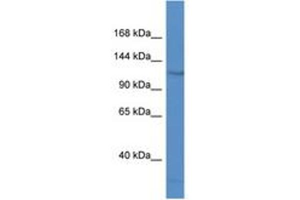 FAM120C antibody  (AA 358-407)