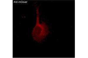 Immunofluorescence (IF) image for anti-mClover Fluorescent Protein antibody (ABIN7273087) (mClover Fluorescent Protein antibody)